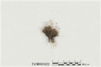 藏品(曲背苔屬)的圖片